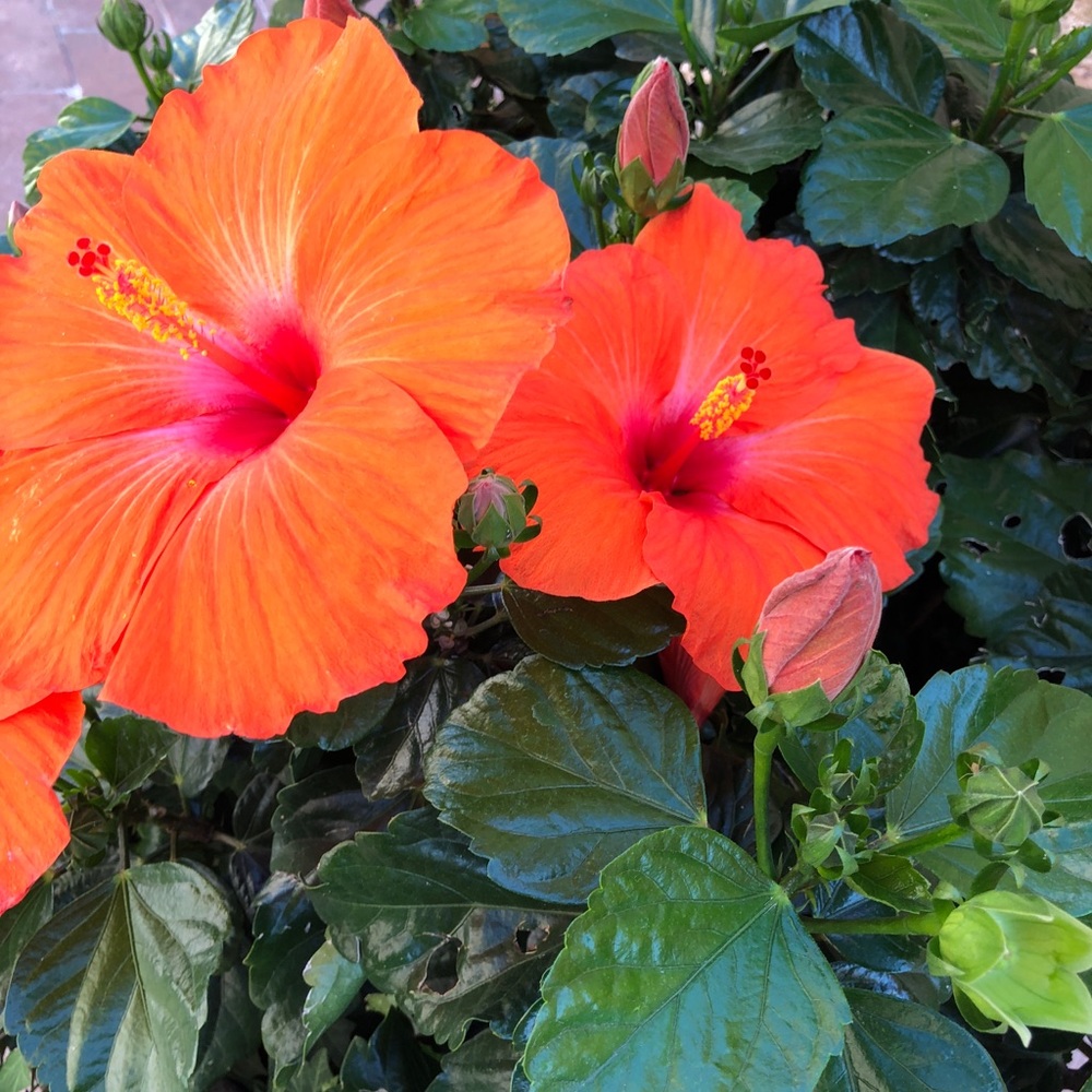 Meet your Posher, Christine